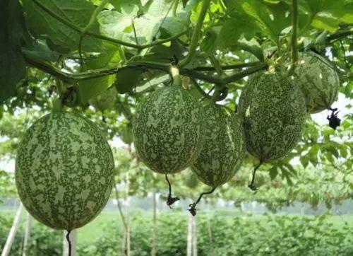 小吊瓜今日报价查询,市场行情一览”