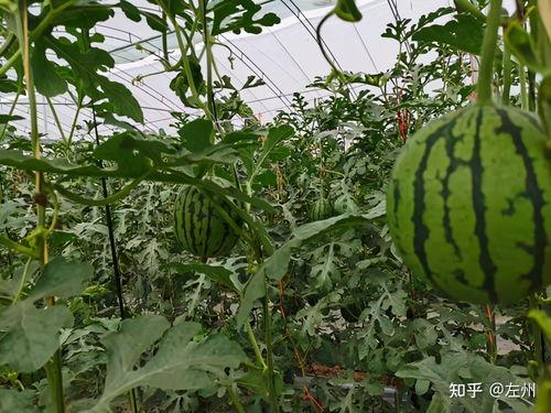 小吊瓜今日报价查询,市场行情一览”