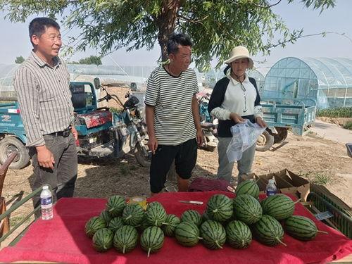 小吊瓜今日报价查询,市场行情一览”