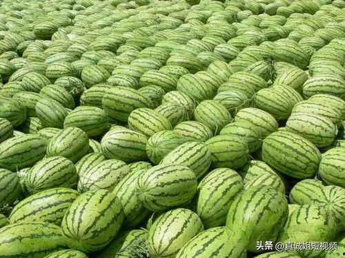 51今日吃瓜吃大瓜,揭秘娱乐圈大瓜，带你领略幕后风云