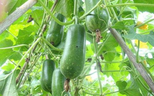 今日吃瓜6月2日,今日吃瓜大揭秘，热点事件一网打尽