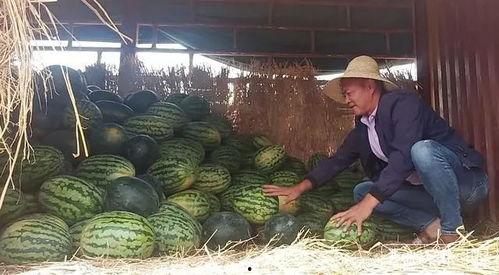 昆明小瓜今日价,新鲜上市，价格实惠，抢购从速！