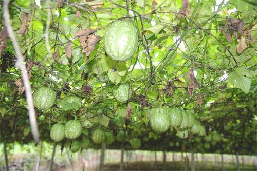 今日海阳小吊瓜价格,价格行情一览