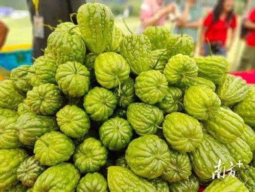 杜阮凉瓜今日价格,市场行情一览”