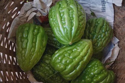 杜阮凉瓜今日价格,市场行情一览”