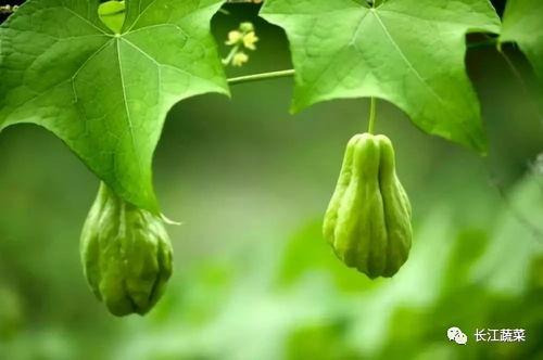 今日寿光佛手瓜价格走势,今日市场行情解析