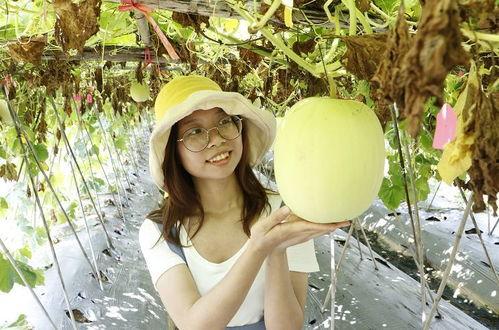 今日小暑吃瓜视频大全,小暑时节瓜果飘香视频大盘点