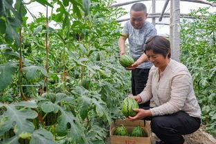 漯河吊瓜今日价格表图片,市场行情一览