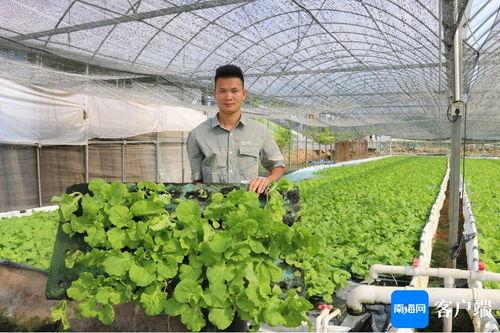 今日海南种什么瓜菜,因地制宜，丰收在望