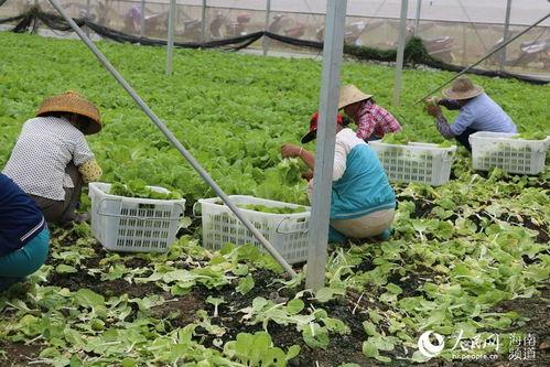 今日海南种什么瓜菜,因地制宜，丰收在望