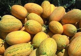 今日哈密瓜价格走势图,今日走势图解析