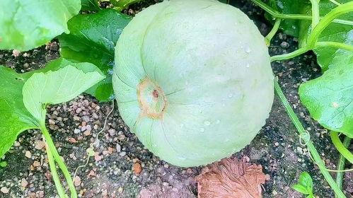 今日吃瓜有哪些瓜,盘点娱乐圈最新热点事件