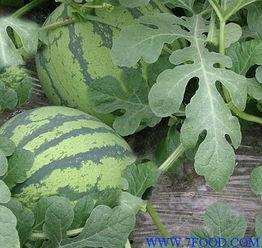 保定吊瓜今日价格行情,涨跌波动，市场动态一览