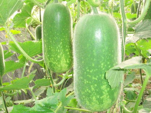 今日大瓜-51吃瓜往期总汇,盘点往期热门大瓜，揭秘娱乐圈幕后真相