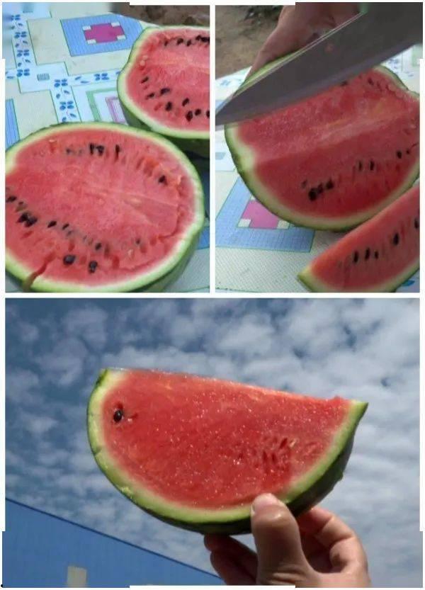 蒲城吊瓜今日价格,市场行情一览