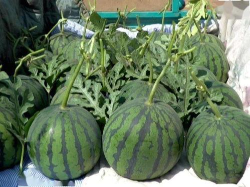 蒲城吊瓜今日价格,市场行情一览