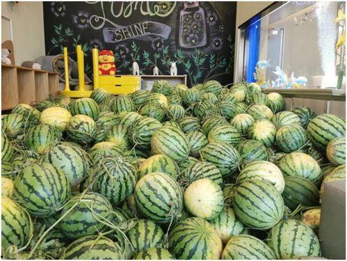 今日吃瓜叶雨婷,今日吃瓜界的风云人物