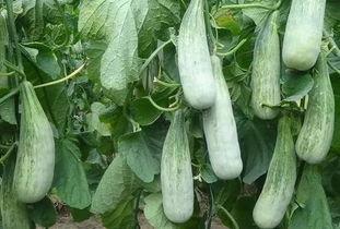 羊角瓜今日郑州批发价,价格波动及市场动态解析”