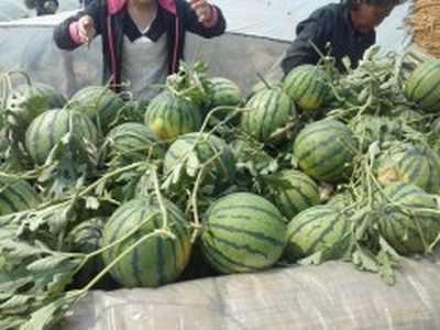 羊角瓜今日郑州批发价,价格波动及市场动态解析”