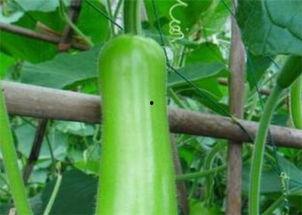 瓠瓜今日价格周口,市场动态一览”