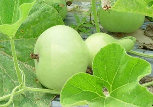 瓠瓜今日价格周口,市场动态一览”