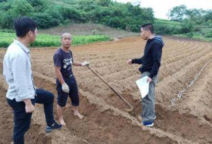 广西柳城毛瓜今日新闻,丰收季里的绿色经济新篇章