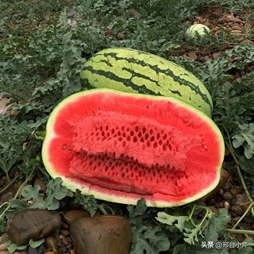 今日大瓜是什么,揭秘娱乐圈最新热点事件