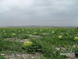 中卫瓜地今日新闻,绿色农业助力乡村振兴