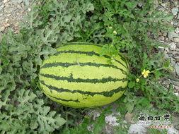 中卫瓜地今日新闻,绿色农业助力乡村振兴