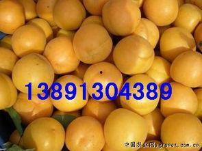 哈密瓜今日油桃价,市场行情一览”