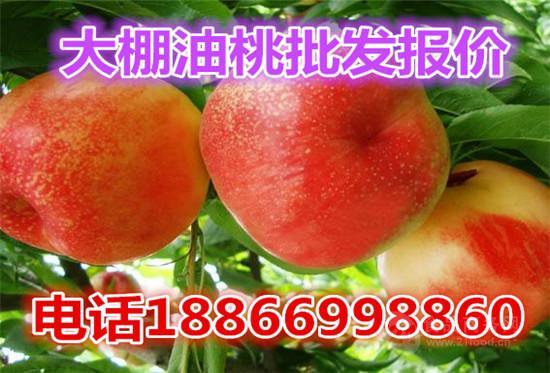 哈密瓜今日油桃价,市场行情一览”