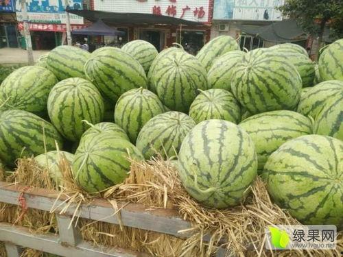 周口扶沟今日瓜价,今日瓜价行情一览”