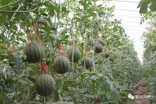 周口扶沟今日瓜价,今日瓜价行情一览”