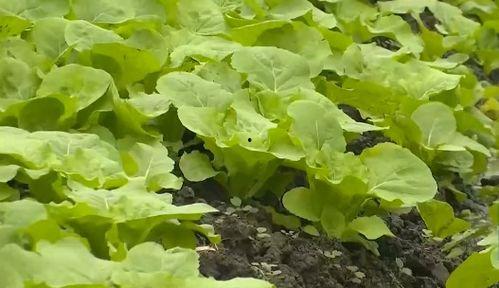 海南今日各类瓜菜最新行情,新鲜热销，价格波动一览