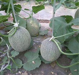 大连哈密瓜价格今日价,新鲜上市，品质保证，价格实惠”