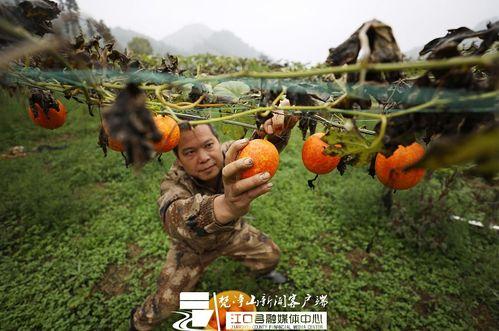今日吊瓜行情价格最新表,价格波动解析与市场动态概览