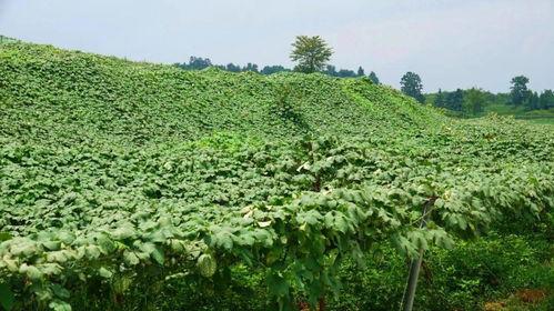 今日吊瓜行情价格最新表,价格波动解析与市场动态概览