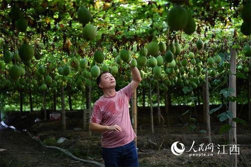 今日吊瓜行情价格最新表,价格波动解析与市场动态概览