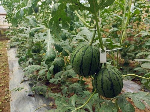 五一今日吃瓜事件,揭秘网络热议背后的真相