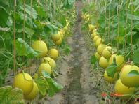 乐亭今日瓜价,新鲜瓜果价格一览