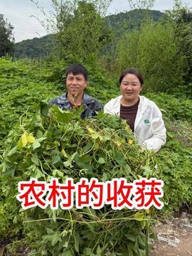 今日头条民勤蜜瓜,沙漠中的甘甜瑰宝，品味丝路古韵