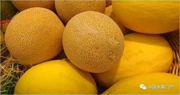 河南哈密瓜今日价格
