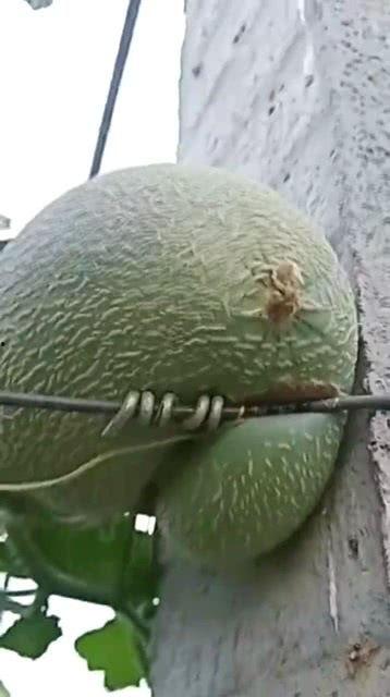 阿拉善哈密瓜今日价格,价格行情一览”