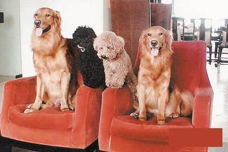 哪个明星网红养比熊,与比熊犬的温馨时光