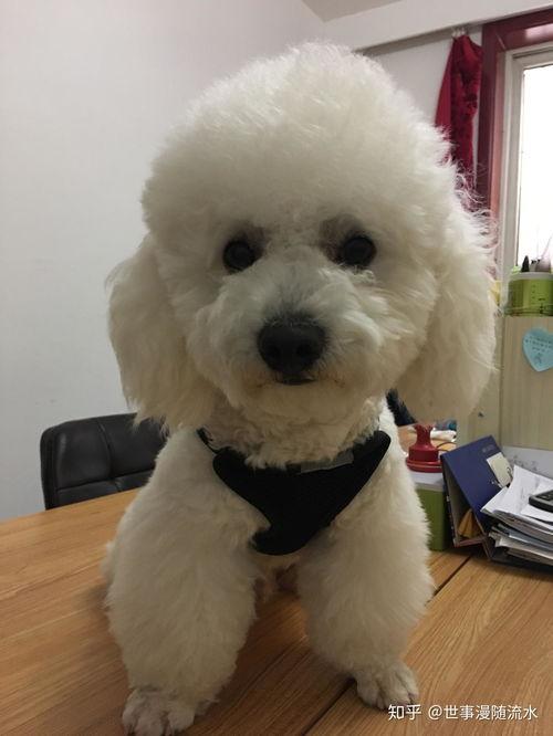 哪个明星网红养比熊,与比熊犬的温馨时光