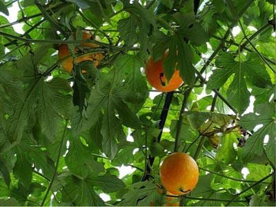 吊瓜价格今日价表,今日吊瓜价格行情概述