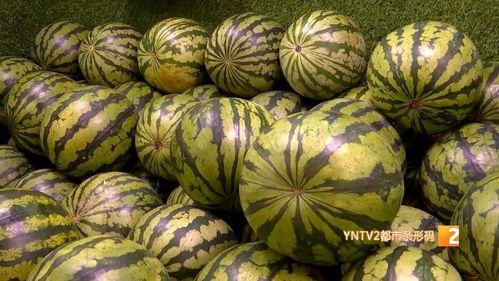 内蒙古麒麟瓜今日价格,品质之选，价格亲民