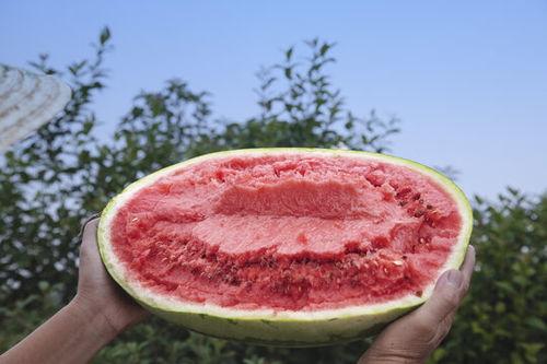 石头瓜今日行情下跌