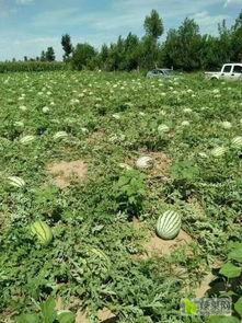 美都瓜今日批发市场价格,今日价格行情一览，新鲜瓜果尽享盛夏美味”