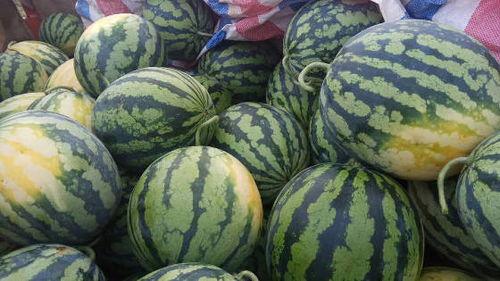 广州江南市场麒麟瓜今日行情,行情看涨！”